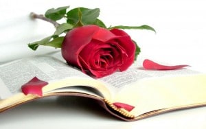 Sant Jordi rosa libro