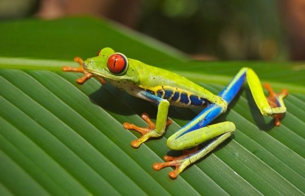 Costa Rica 5