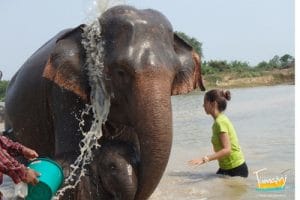 1-Cuidado de elefantes (Tailandia)