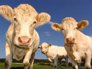 vacas alimentación sin carne